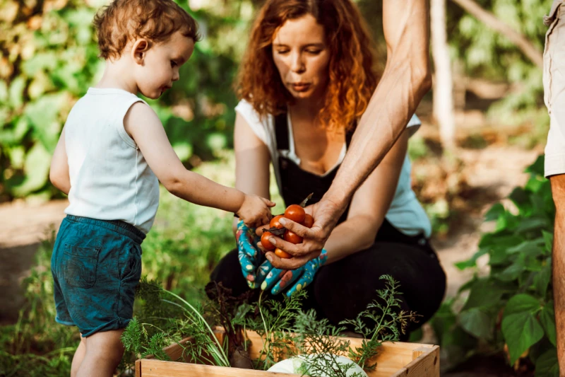Kind und Mutter ernten Tomaten im Garten